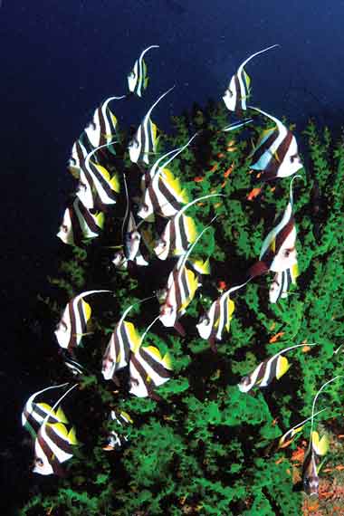 Sea Fish alsunna.org (7)